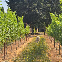 Vino the vineyard dog in the vineyard