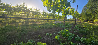 Vino relaxing in the vineyard