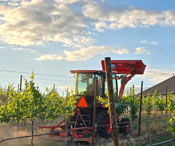 Vineyard tractor under a blue sky