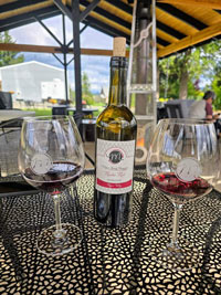 Wine glasses set up for tasting